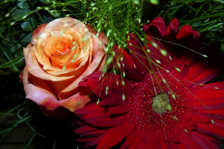 Foto Planta flor pétalo rosa