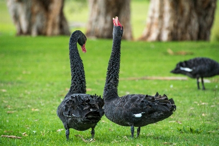 Foto Pássaro animais selvagens dança bico