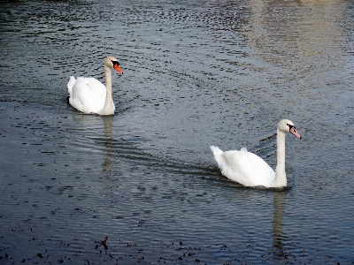 Water bird wing white Photo