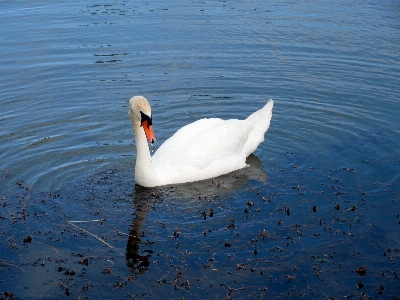 Water nature bird wing Photo