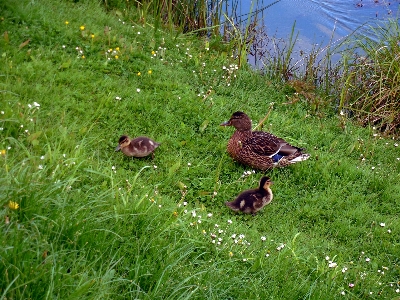 Grass bird lawn meadow Photo