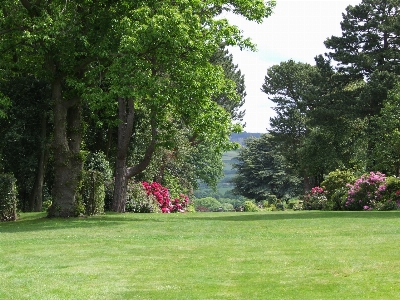 Landscape tree grass structure Photo