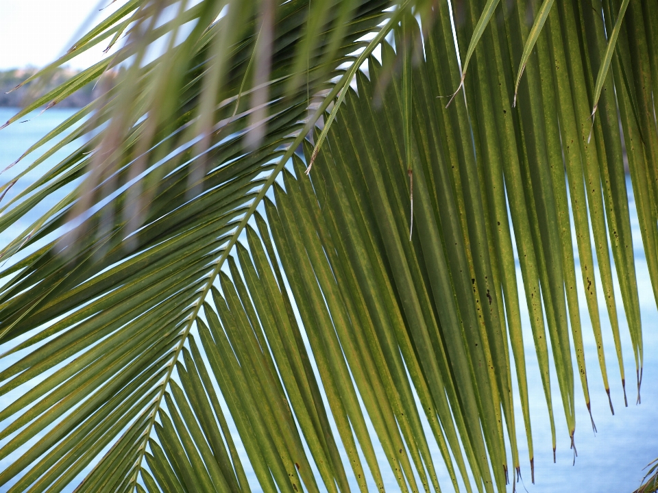 Mar costa árbol naturaleza