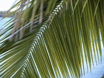 Sea coast tree nature Photo