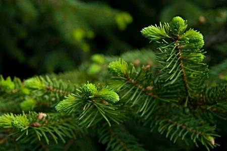 木 自然 ブランチ 植物 写真