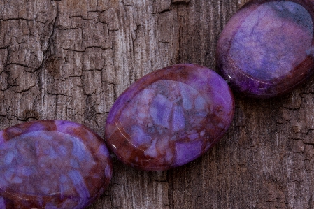 Plant white purple stone Photo