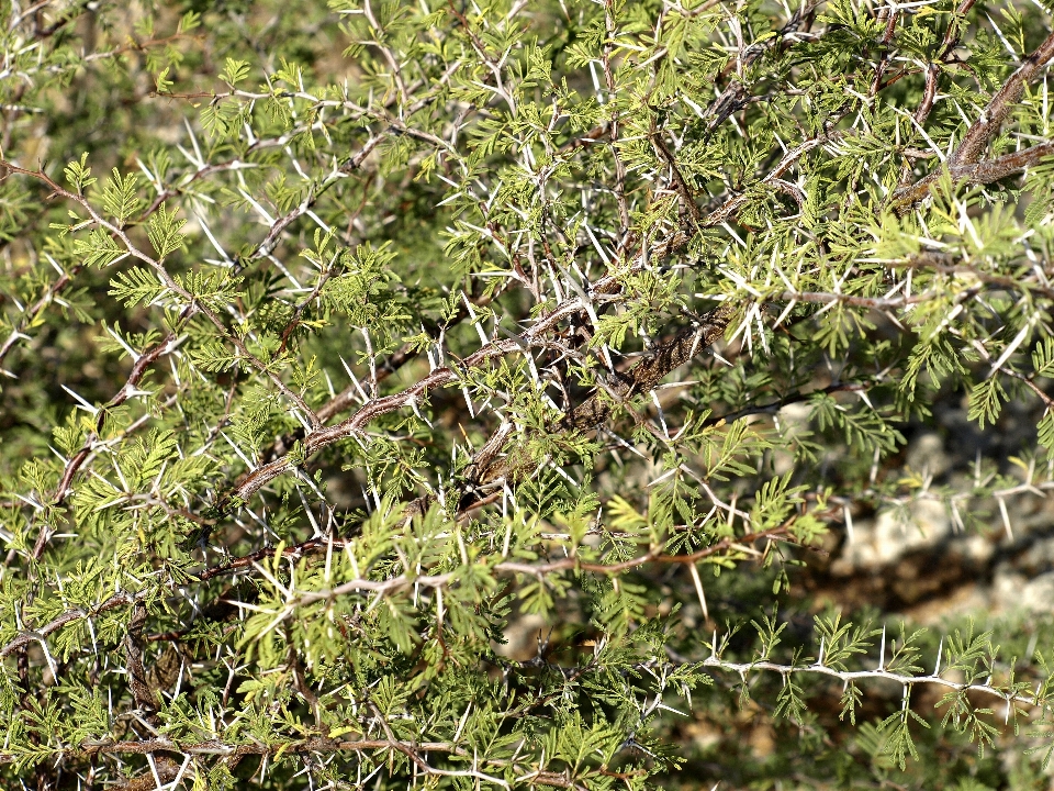 árbol naturaleza rama espinoso
