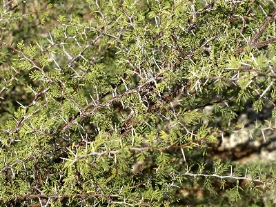 Tree nature branch prickly Photo