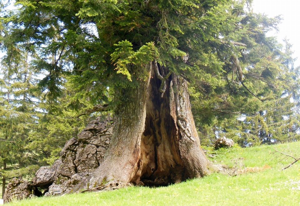 árbol planta prado
 trompa