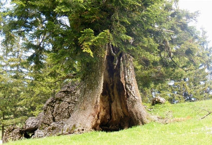 Baum anlage wiese
 stamm Foto