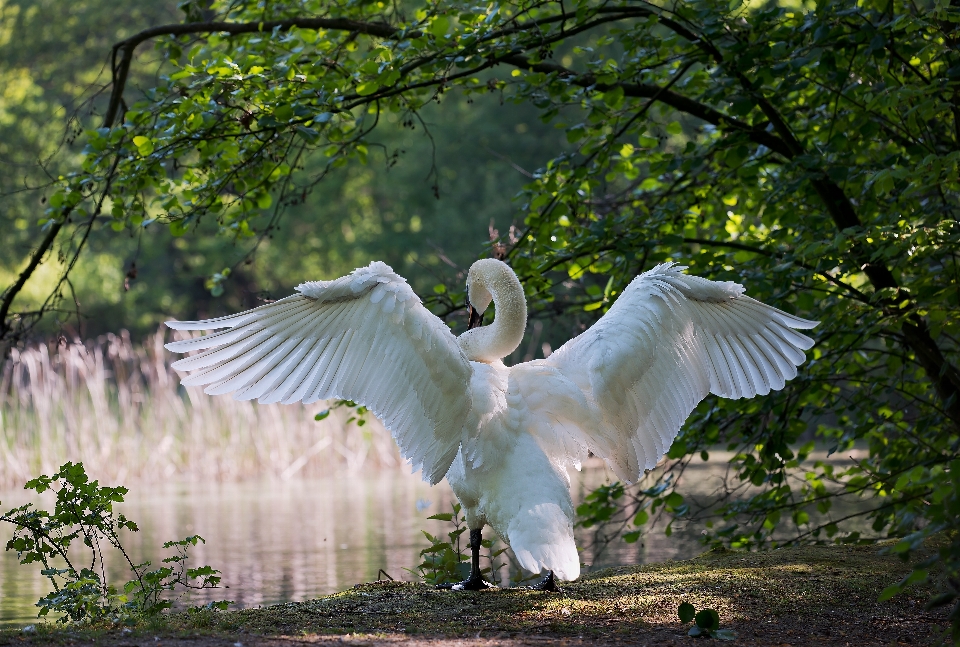 Nature oiseau aile blanc