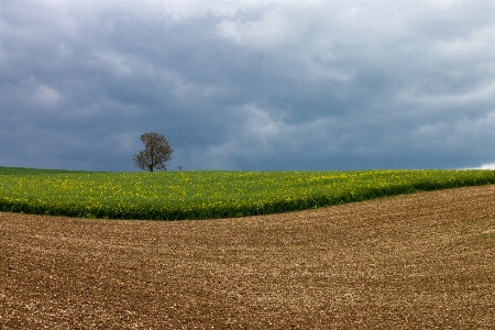 Landscape tree nature grass Photo