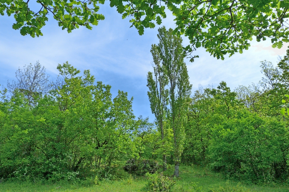 Paisagem árvore natureza floresta