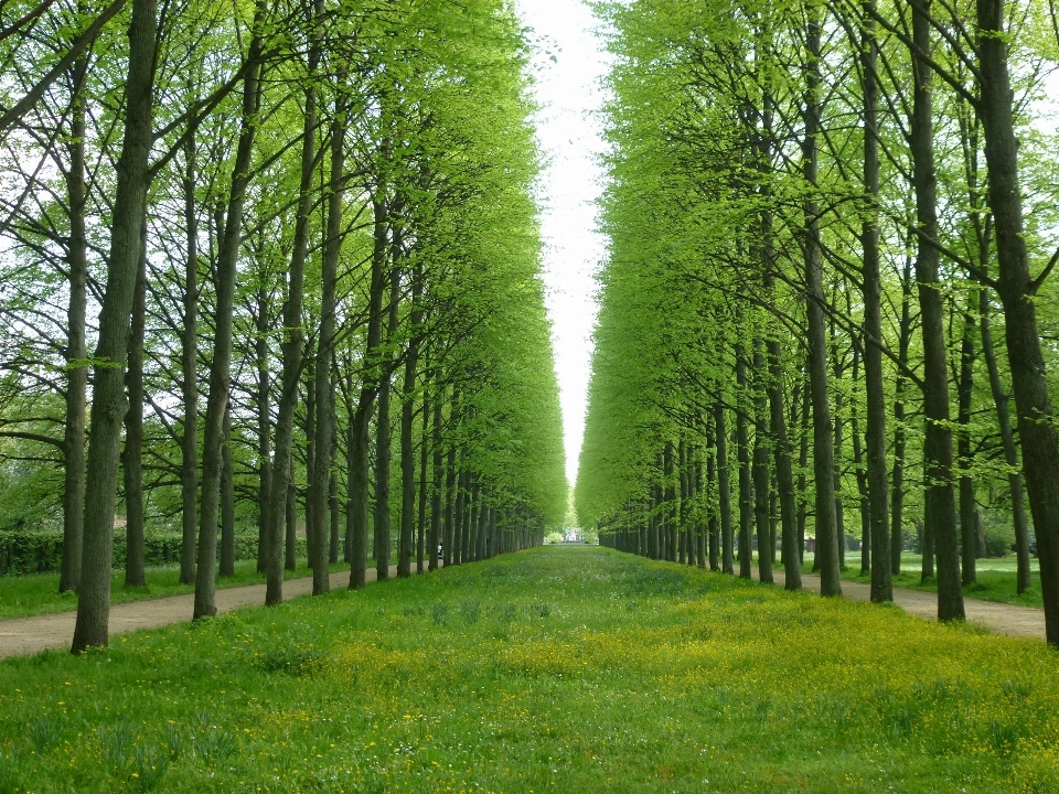 Arbre nature forêt herbe