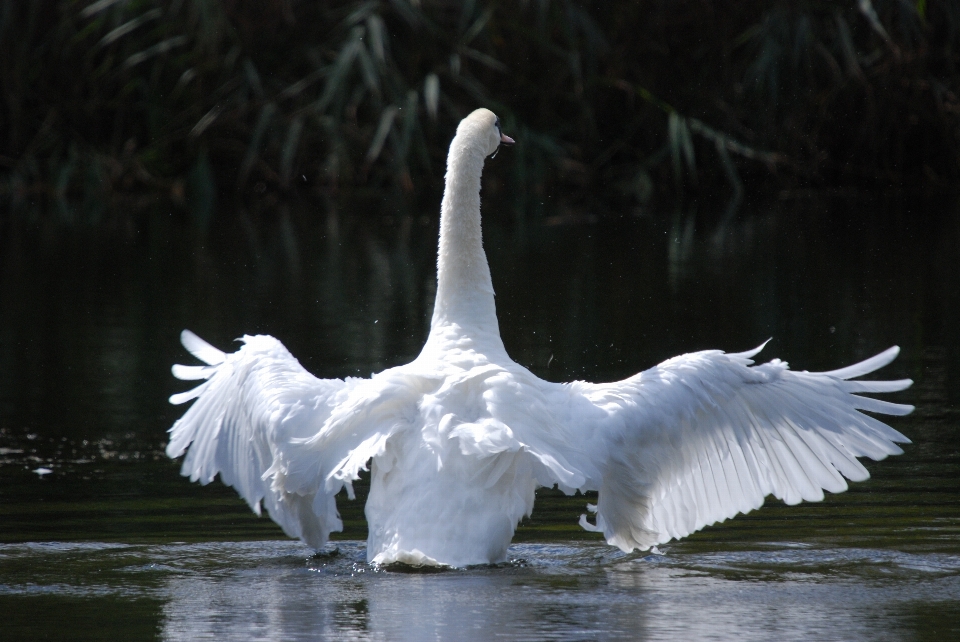 Nature bird wing white