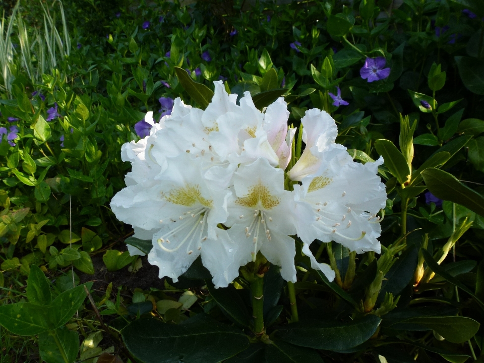 Blossom plant white flower