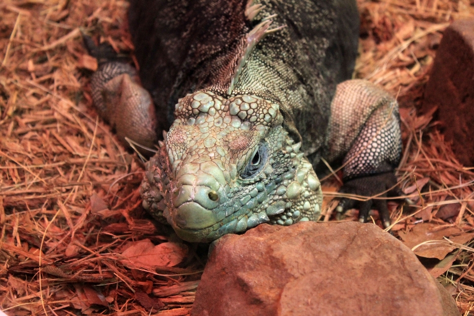 Dzikiej przyrody gad iguana fauna