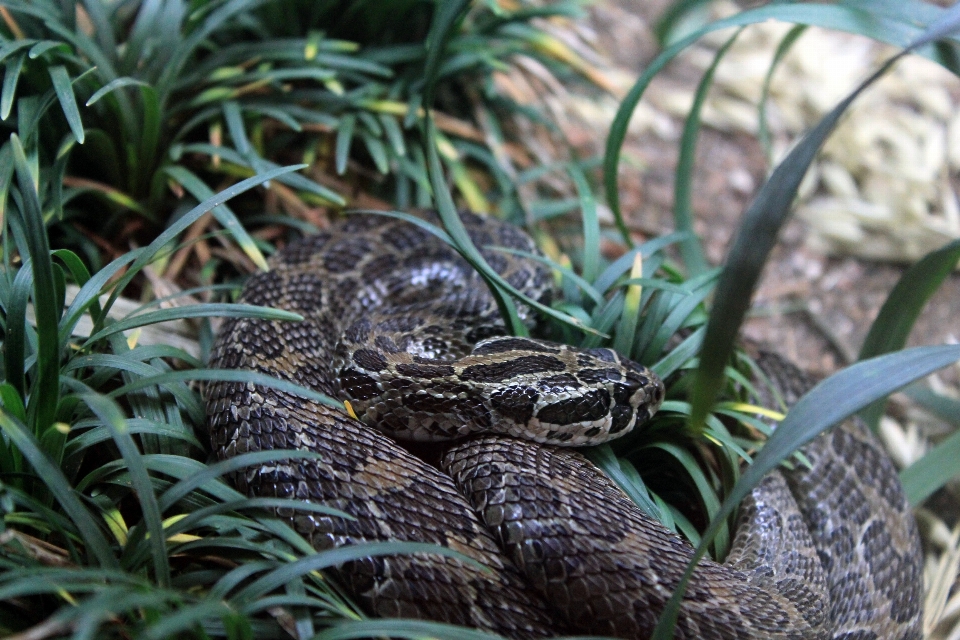 動物 野生動物 カメ 爬虫類