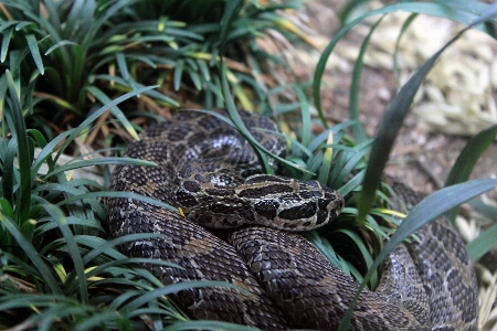 Foto Satwa margasatwa penyu reptil