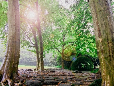 Landscape tree nature forest Photo