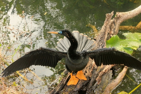 自然 アウトドア 荒野
 鳥 写真