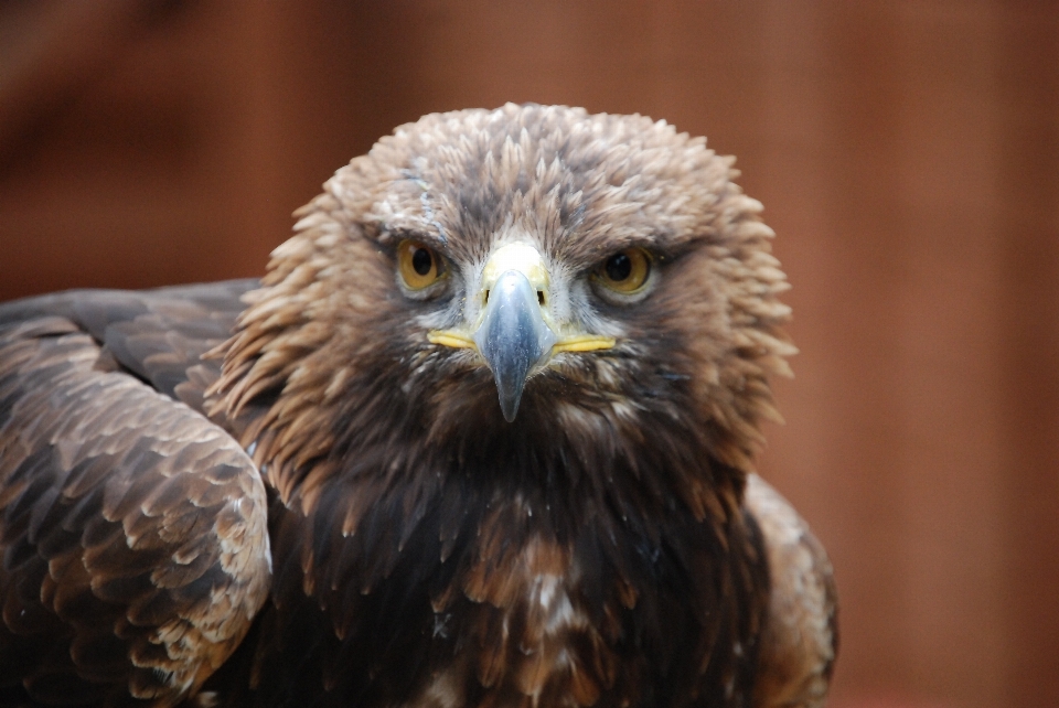 Nature extérieur région sauvage
 oiseau