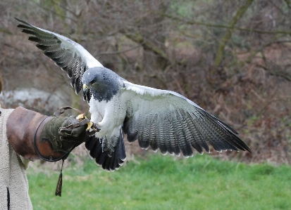 Photo Oiseau aile faune le bec