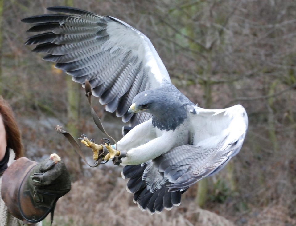 Nature outdoor wilderness bird