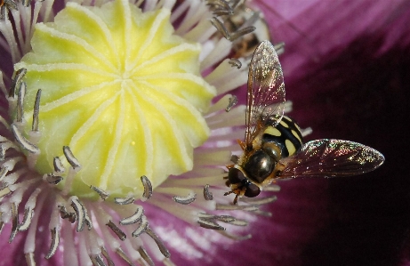 Foto Tanaman fotografi bunga daun