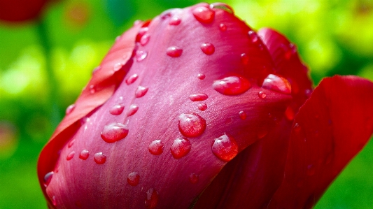 Blossom plant photography leaf Photo