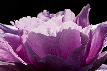 Nature blossom plant flower Photo