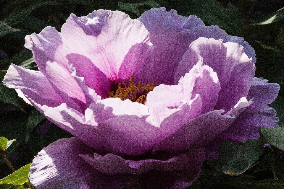 Natur blüte anlage blume