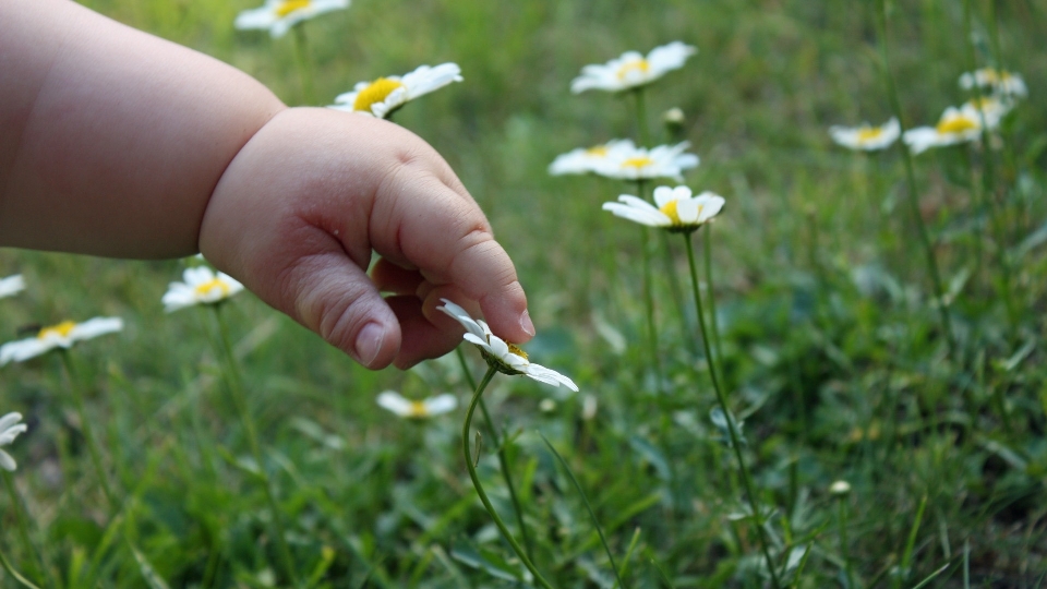 Ręka natura trawa zakład