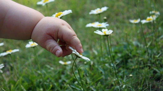 Hand nature grass plant Photo