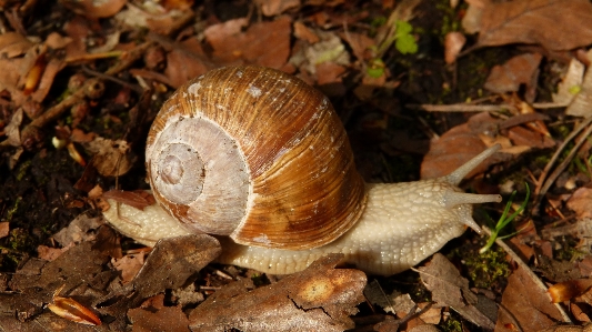 Foto Natura animale animali selvatici fauna