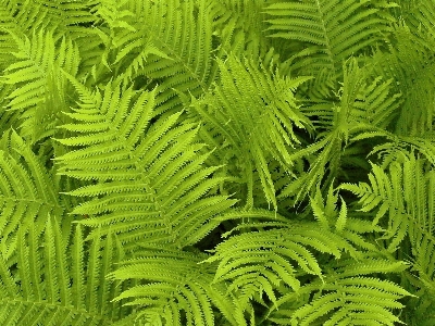 Plant texture leaf flower Photo