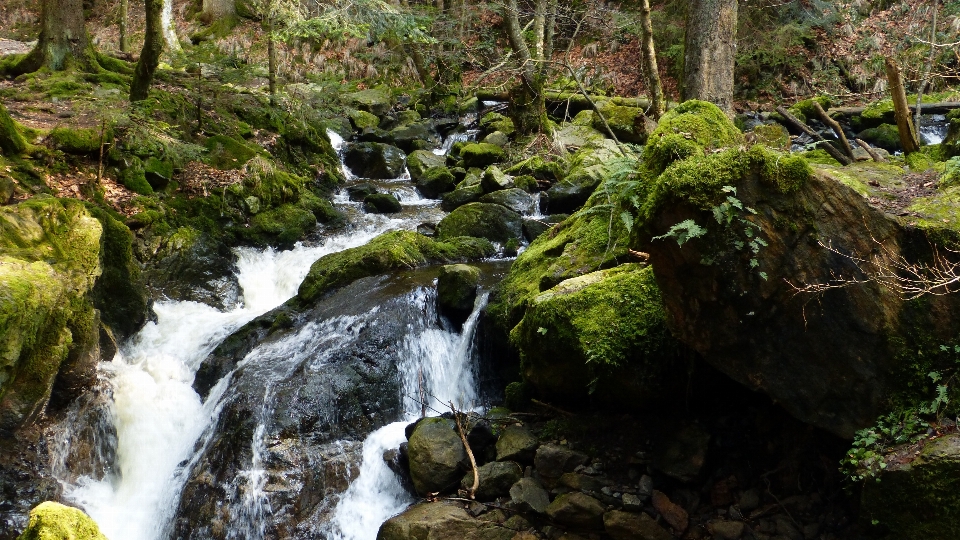 Air alam hutan terjun