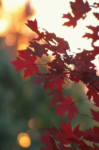 Tree nature forest branch Photo