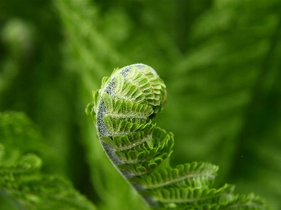 自然 草 植物 写真撮影 写真