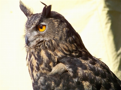 Foto Foresta uccello ala notte