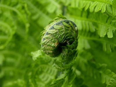 自然 植物 写真撮影 葉 写真