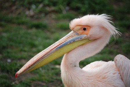 Bird wing pelican seabird Photo