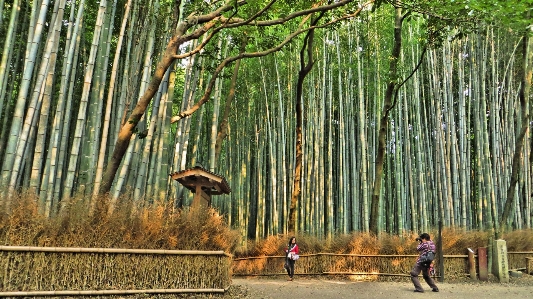 Ağaç orman yaban hayatı fauna Fotoğraf