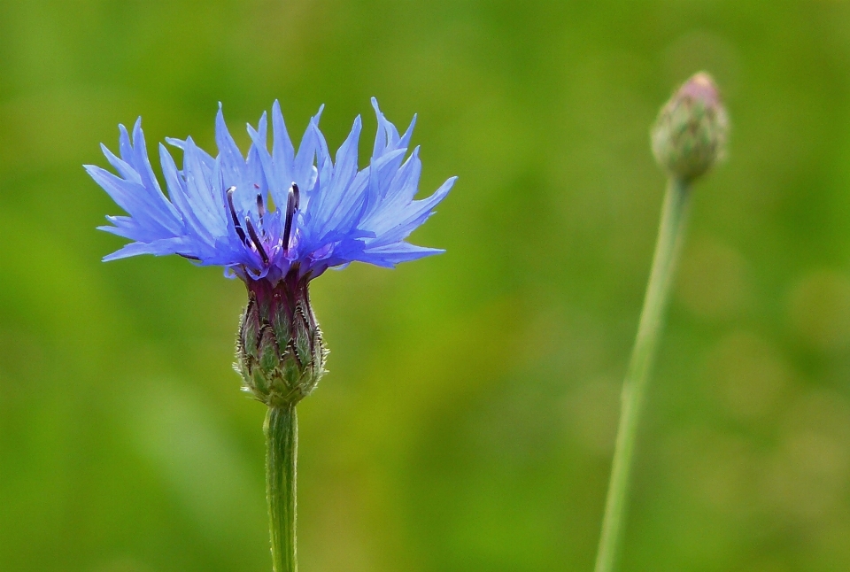 Natura erba fiore pianta