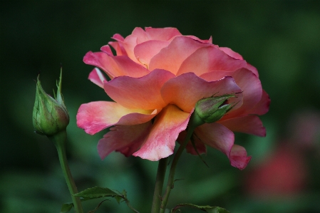 Nature blossom light plant Photo