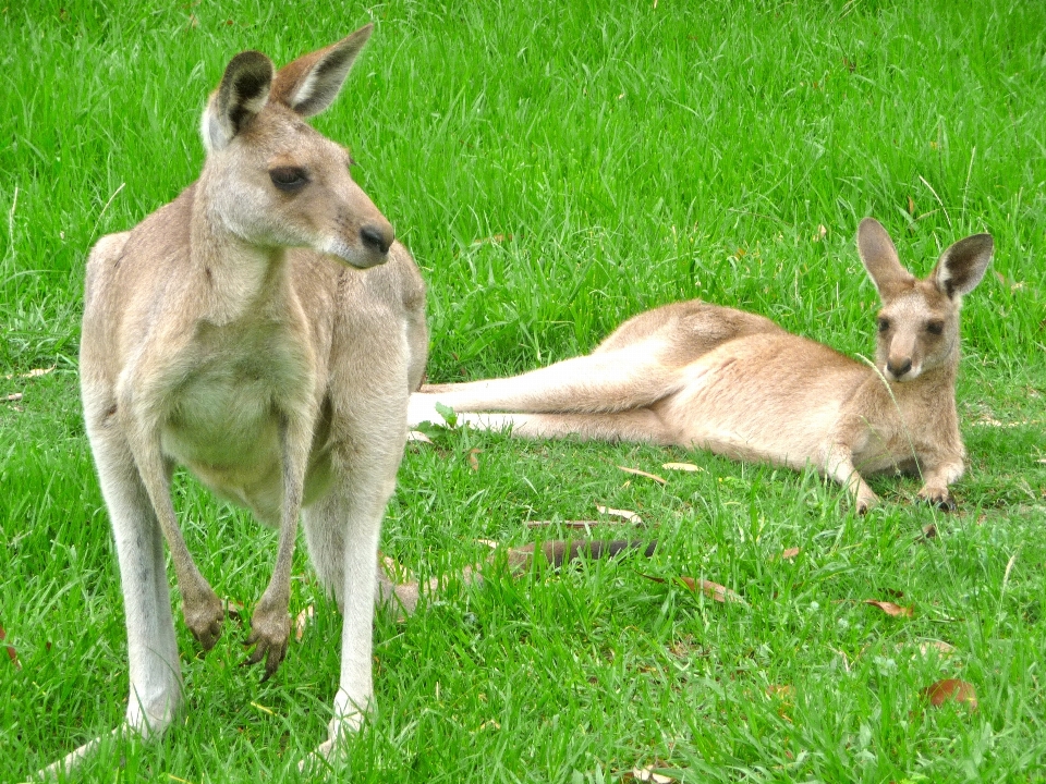 Natura all'aperto piedi animale