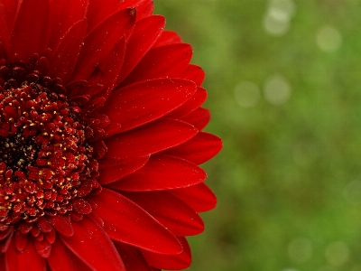 Blossom plant flower petal Photo