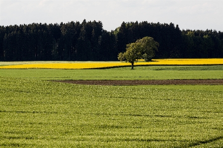 Landschaft baum natur wald Foto