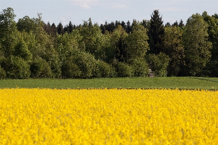 Landscape forest plant field Photo