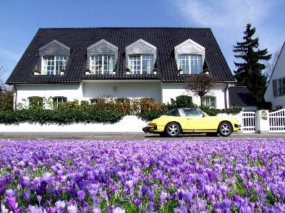 Blossom plant villa flower Photo